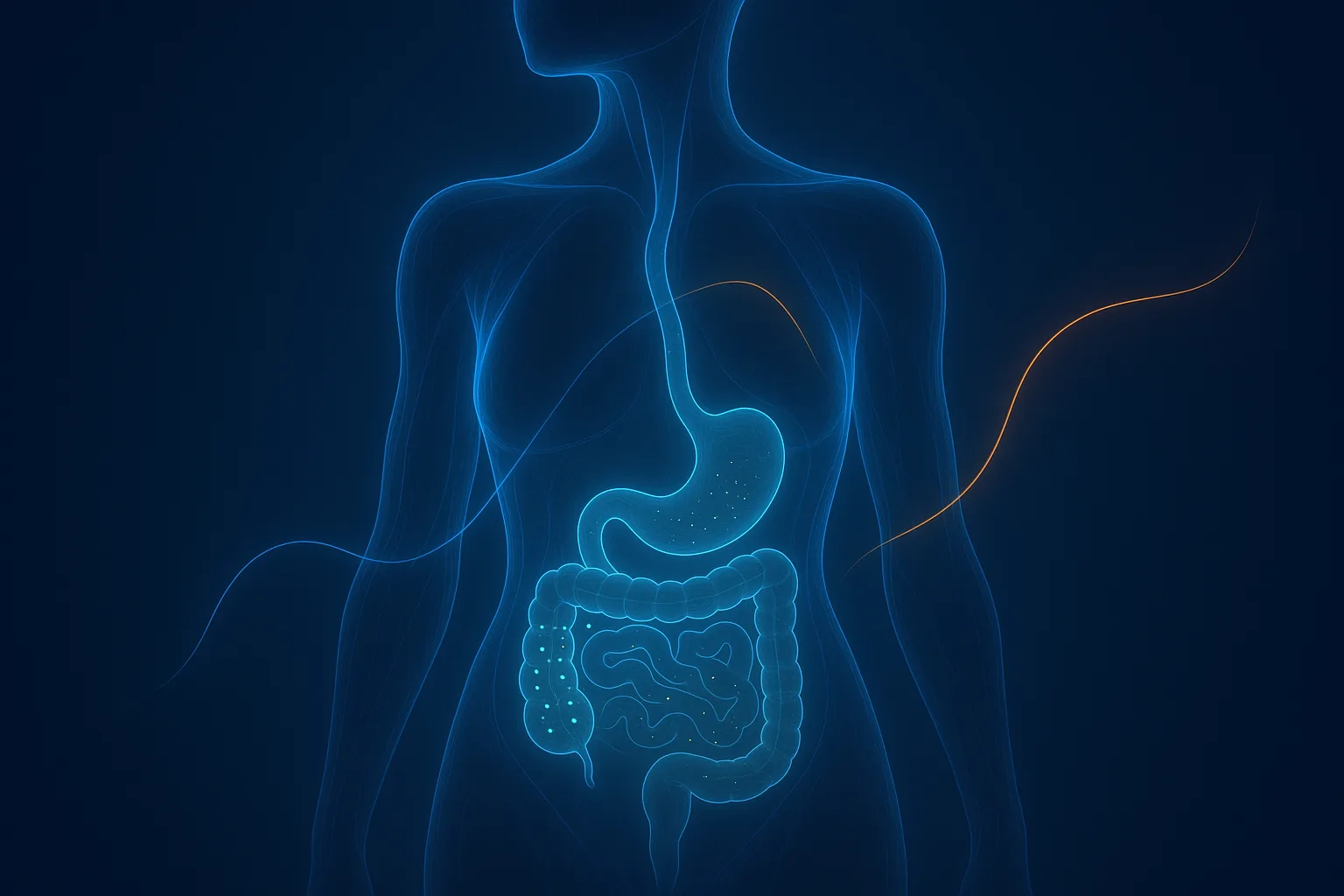 Perimenopause gut health: how estrogen decline disrupts digestion